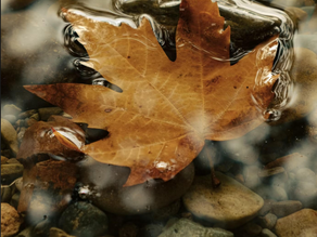 Becoming Real: Breaking Free from Victimhood and Becoming Who God Made Me to Be