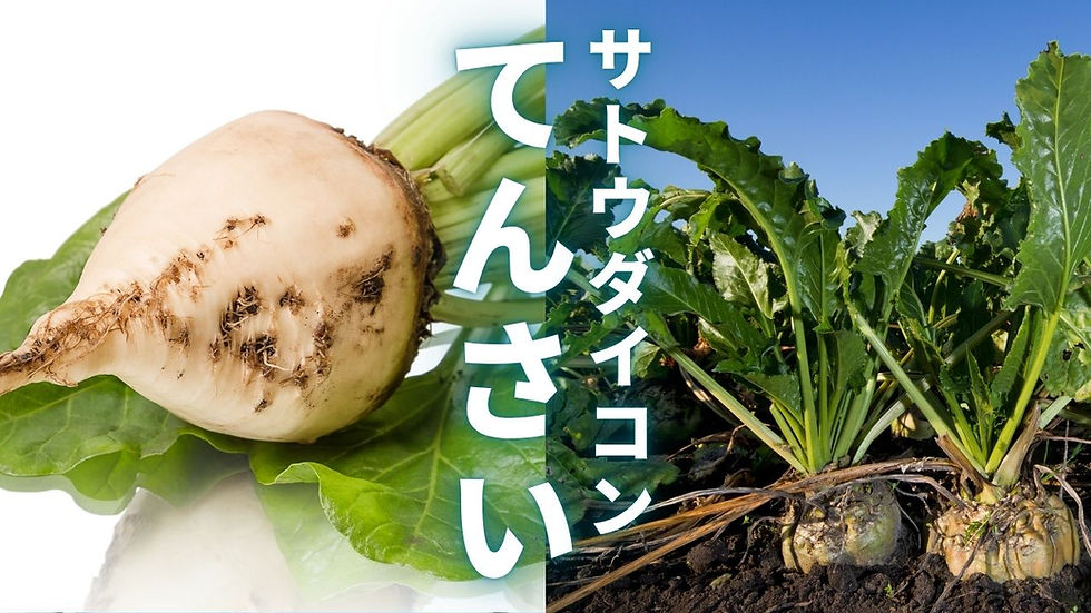 サトウダイコン