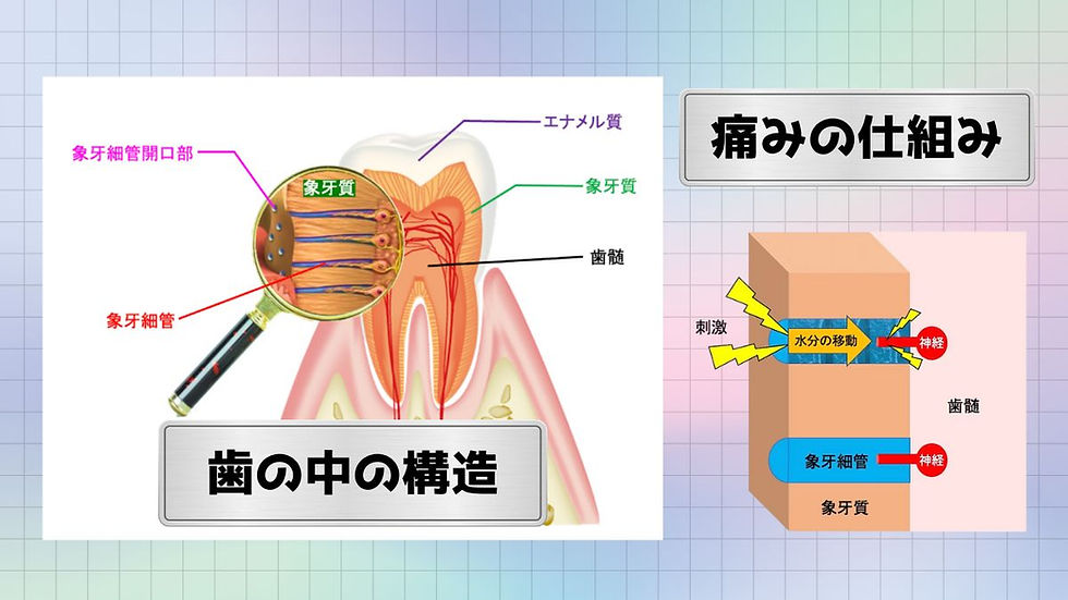 歯の構造と象牙細管