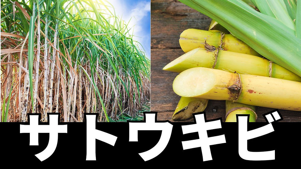 サトウキビ