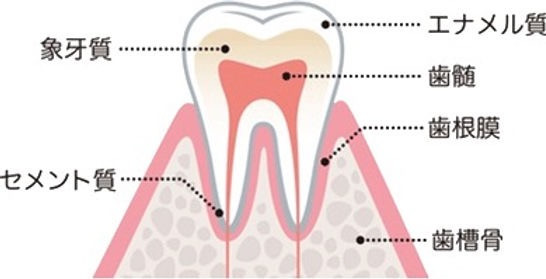 歯は歯冠はエナメル質、歯根はセメント質で構成されています。その内部は象牙質になっており歯髄とよばれる歯の神経や血管の入っている部屋を保護しています。