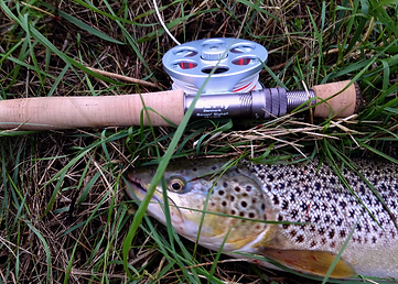 havørred på flue østkysten flot fisk sea trout mehrforrellen forrel Als kyst fluefiske fluefisker fisker flue øred spot