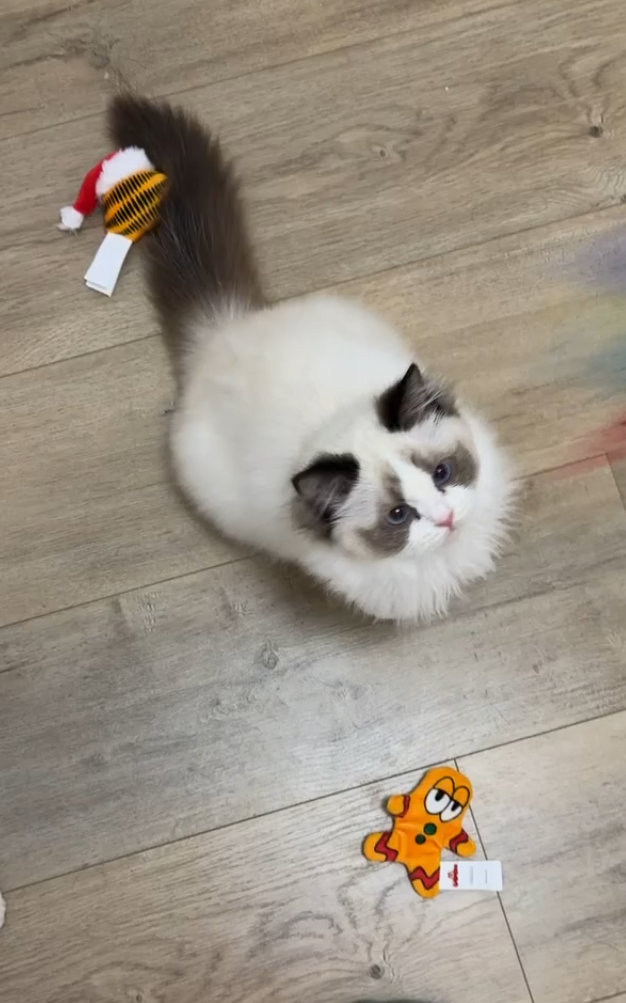 精品繁育级布偶母猫