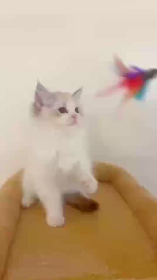 视频2026-07-25_123510_005.mp4
