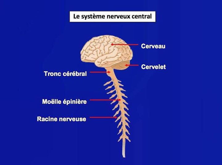 Structure détaillée du Système Nerveux Central