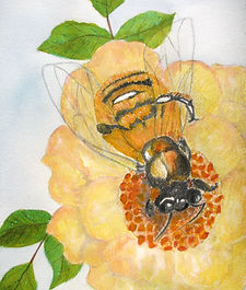 Bee on Yellow Rose Two_edited.jpg