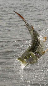 Tiger Fish.jpeg