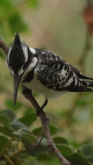 Kingfisher Pied 01.jpg