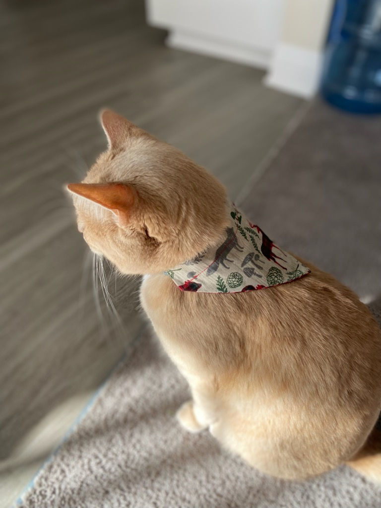 Thumbnail: Woodland Creatures Pet Bandana