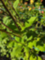 Thumbnail: Lothlorien