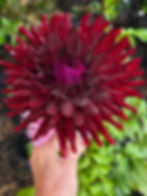 Thumbnail: Bulls Blood (Some Tubers are Ugly)