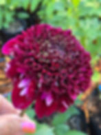 Thumbnail: Rosie Raven (Small Tubers)