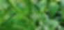 Thumbnail: Sefton Silvertop
