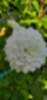 White Fawn