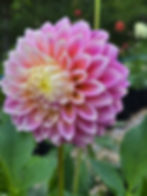 Thumbnail: Sugartown Sunrise (Small Tubers)