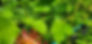 Thumbnail: Tahoma Lemon Tree