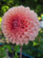 Thumbnail: Lee's Bellini Crush (Ugly Tubers) (Limit 1)