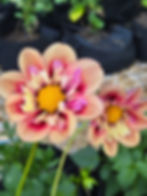 Thumbnail: Rhubarb and Custard (Skinny Tubers)