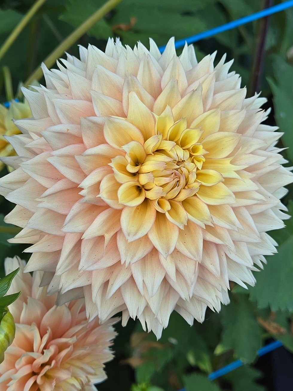 Thumbnail: Lee's Apricot Fizz