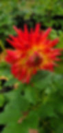 Thumbnail: Bloomquist Tropic