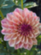 Thumbnail: KA’s® Rhubarb