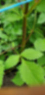 Thumbnail: Woodland's Wildthing