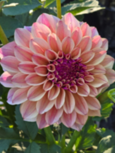 KA’s® Rhubarb