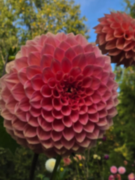 Lakeview Lady (UglyTubers) (Limit 1)