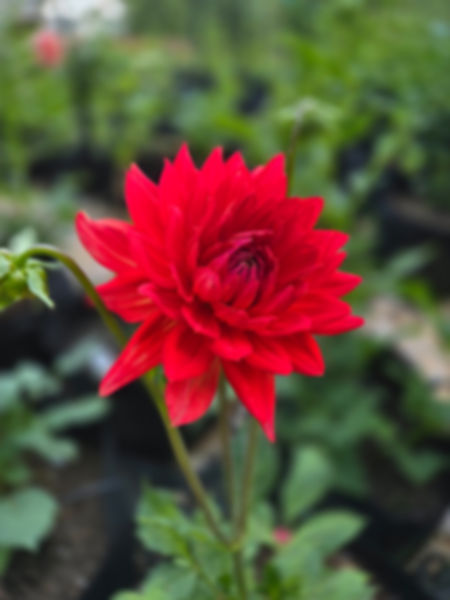 Taratahi Ruby