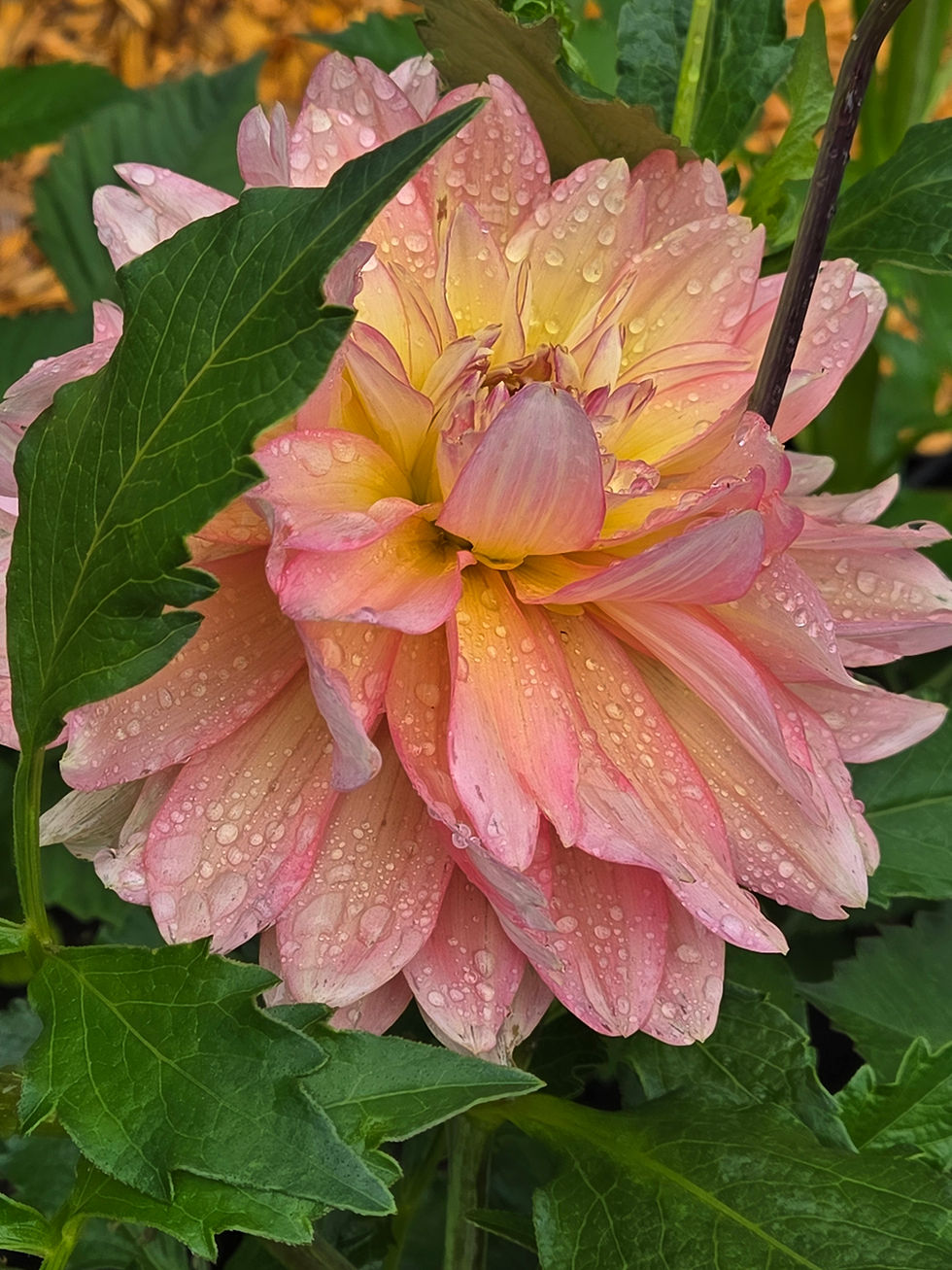 Thumbnail: Burfoot Lotus (Mother)