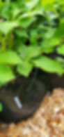 Thumbnail: Lee's Mauva Guava (Limit 1)