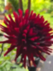 Bulls Blood (Some Tubers are Ugly)