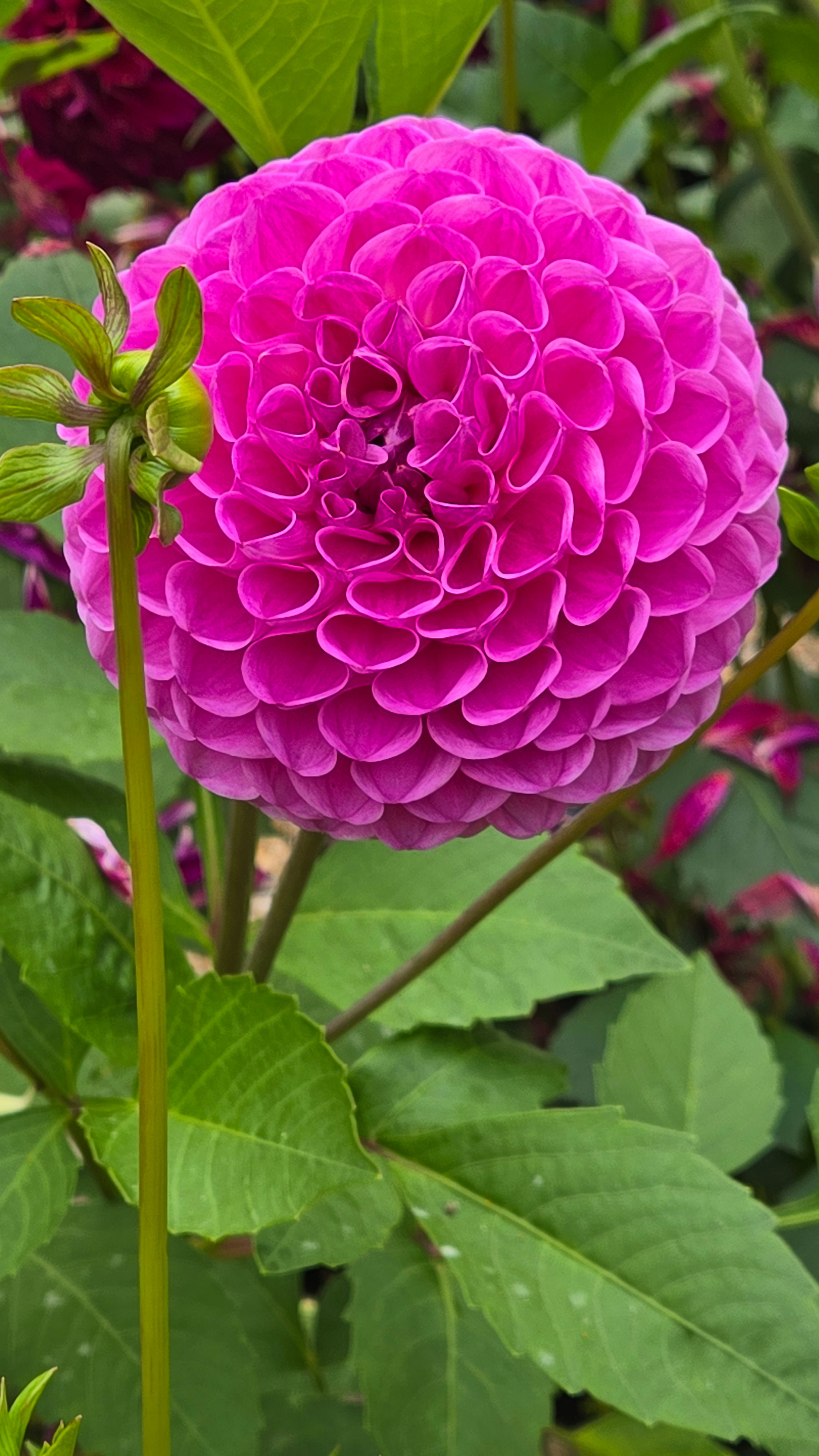 20th Ave Morning Mist