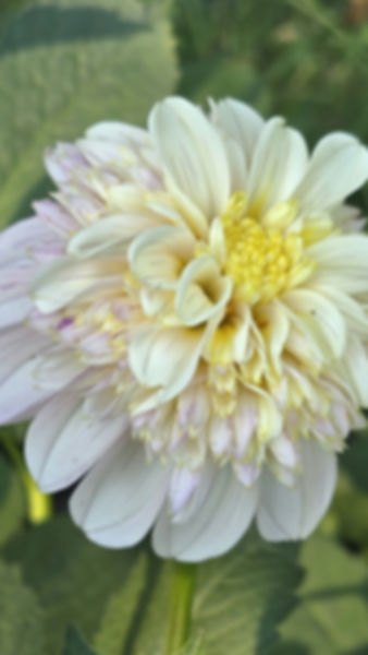 Mayberry's Petticoat