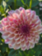 Thumbnail: KA’s® Rhubarb