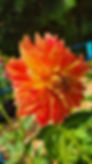 Thumbnail: Punkin Spice