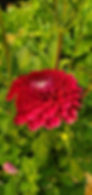 CDP Floriferous