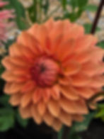 Thumbnail: Misfit Kaleidoscope