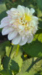 Thumbnail: Mayberry's Petticoat