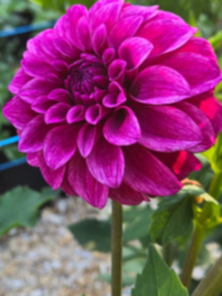 RM Berry Bliss
