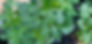 Thumbnail: Crossfield Ebony