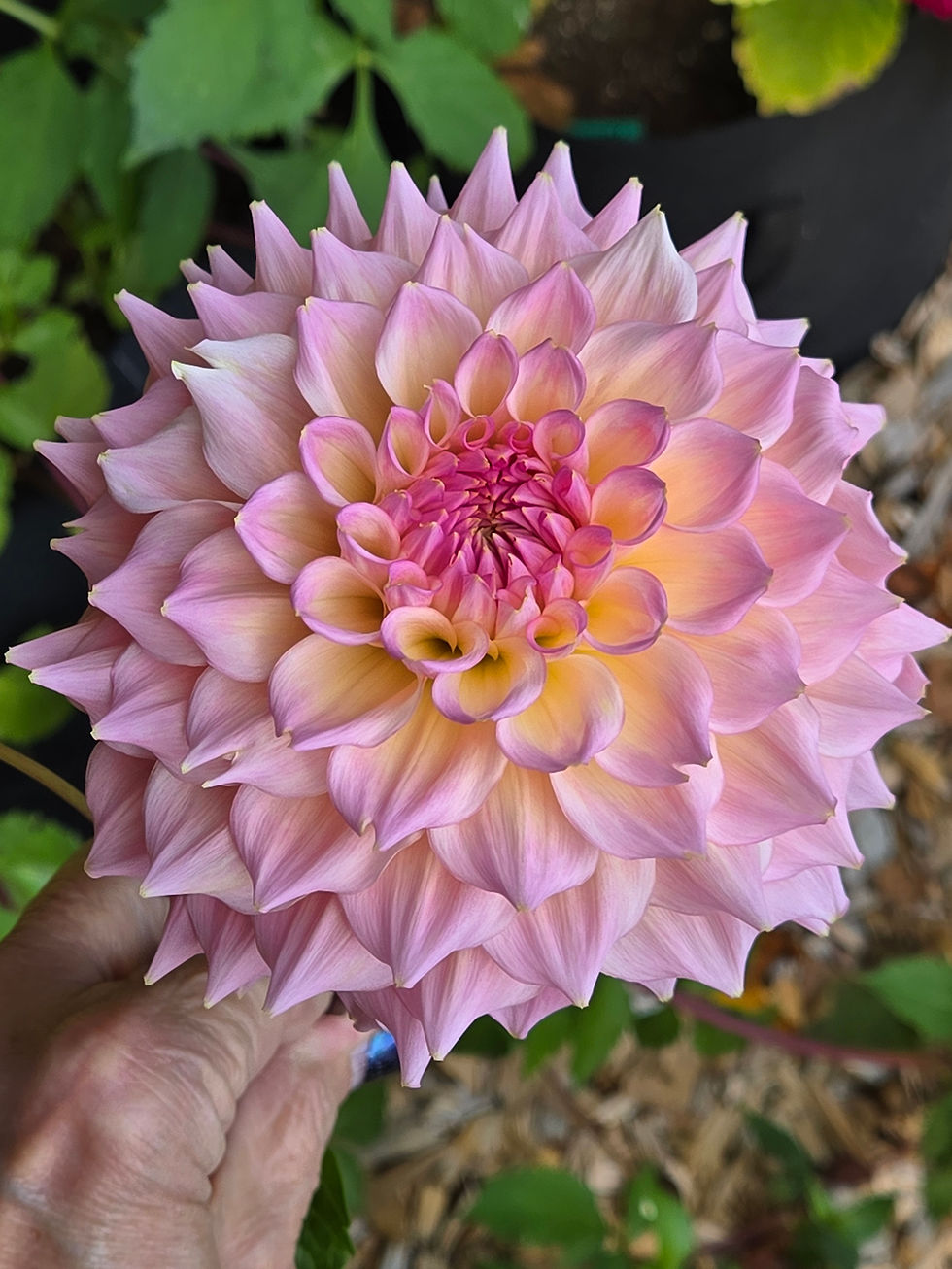 Thumbnail: Lee's Pink Grapefruit (Ugly Tubers)