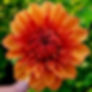 Thumbnail: Robann Creamsicle