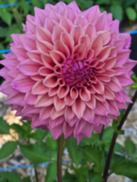 Lee's Swiss Miss (Tiny Tubers)
