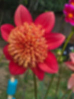 Thumbnail: Sandia Bill J