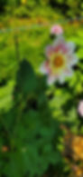 Thumbnail: Ferncliff Dolly