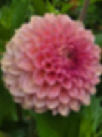 Thumbnail: 20th Ave Pink Cloud