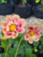 Thumbnail: Rhubarb and Custard (Skinny Tubers)