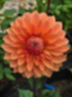 Thumbnail: Misfit Kaleidoscope