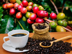 Café dominicano: tradición que conquista mercados